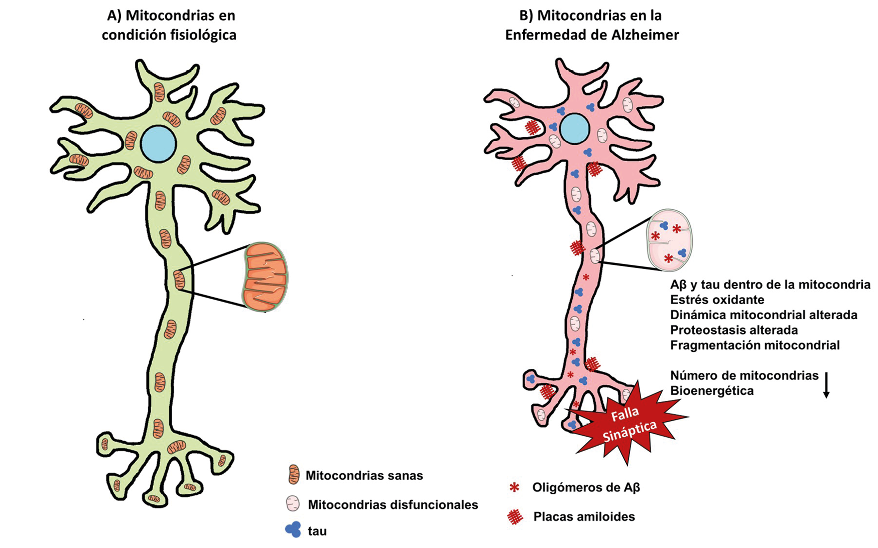 Mitocondrias En El Cerebro Y Sus Alteraciones En La Enfermedad De